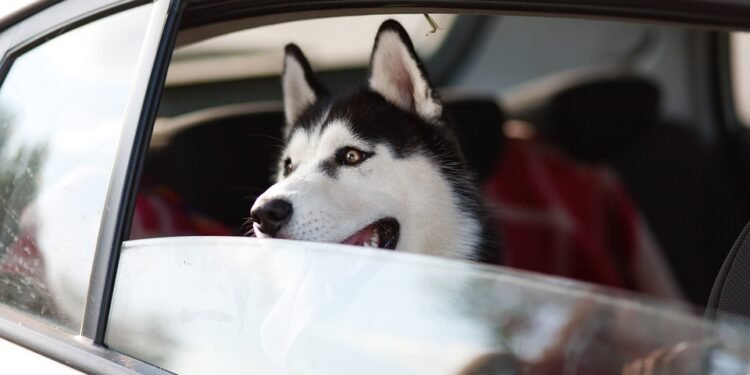 Top Medium-Sized Breeds: The Best Apartment Dogs for Your Home