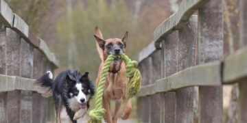 A Malinois and Border Collie puppy playing with teething toys in a home setting.