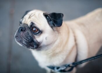 The Ultimate Freedom: Unleashing Your Dog with the Longest Leash