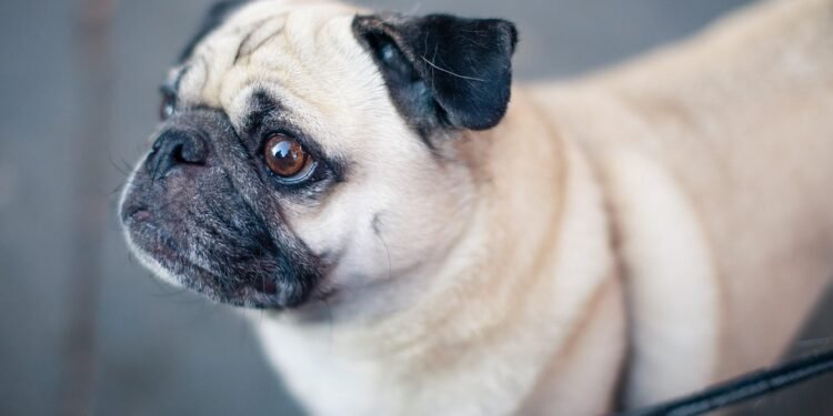 The Ultimate Freedom: Unleashing Your Dog with the Longest Leash