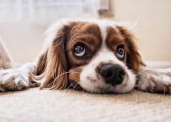 The Top 10 Best Apartment Dogs: Finding the Perfect Pup for Your Urban Lifestyle