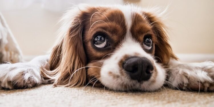 The Top 10 Best Apartment Dogs: Finding the Perfect Pup for Your Urban Lifestyle
