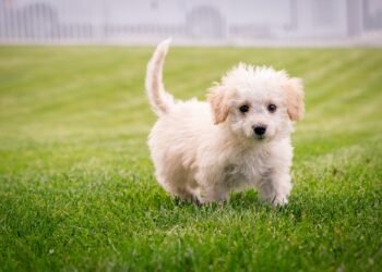 Kid-Friendly Canines: The Best Small Hypoallergenic Dogs for Allergy-Sensitive Families
