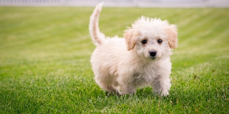 Kid-Friendly Canines: The Best Small Hypoallergenic Dogs for Allergy-Sensitive Families