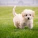 Kid-Friendly Canines: The Best Small Hypoallergenic Dogs for Allergy-Sensitive Families