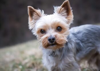 Serene and Snuggly: The Top Small Hypoallergenic Dogs for a Peaceful Home