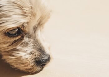 Silent and Snuggle-Worthy: The Best Small Hypoallergenic Dogs for Quiet Companionship