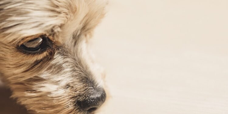 Silent and Snuggle-Worthy: The Best Small Hypoallergenic Dogs for Quiet Companionship