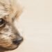 Silent and Snuggle-Worthy: The Best Small Hypoallergenic Dogs for Quiet Companionship