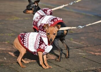 Stay Dry and Stylish: The Ultimate Guide to Choosing the Perfect Dog Raincoat