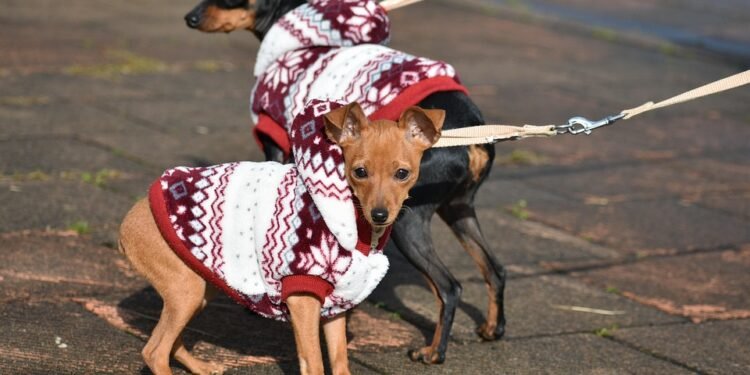 Stay Dry and Stylish: The Ultimate Guide to Choosing the Perfect Dog Raincoat
