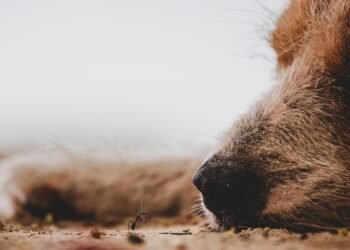 Guardians of the Family: Top Dog Breeds for Protection and Loyalty