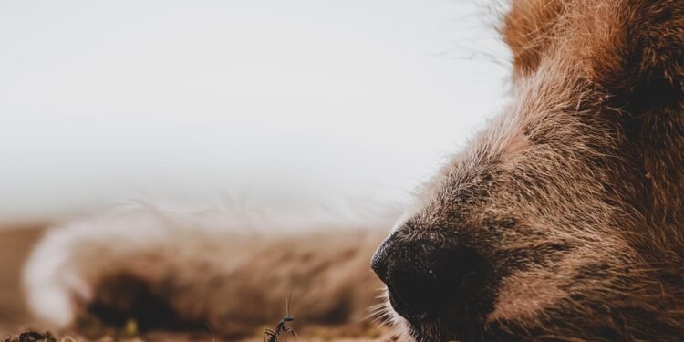 Guardians of the Family: Top Dog Breeds for Protection and Loyalty