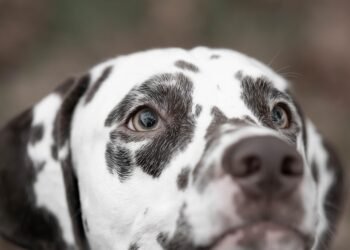 The Top 10 Family-Friendly Dog Breeds: Finding the Perfect Furry Companion for Your Household