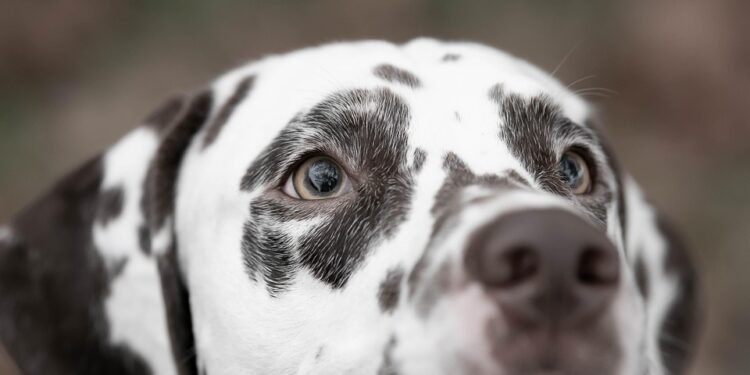 The Top 10 Family-Friendly Dog Breeds: Finding the Perfect Furry Companion for Your Household