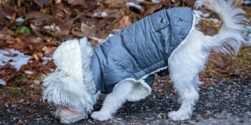 Stylish and Functional: The Ultimate Guide to Coats for Dogs
