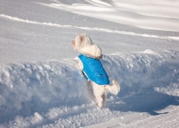 Pawsitively Chic: Designer Must-Haves for Your Stylish Pup