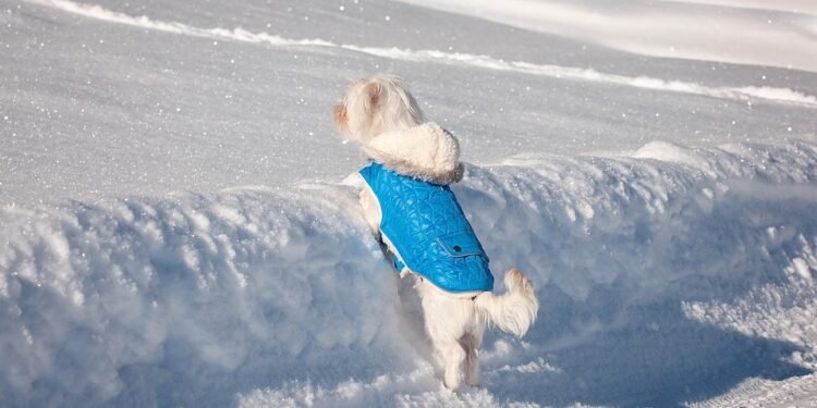 Pawsitively Chic: Designer Must-Haves for Your Stylish Pup