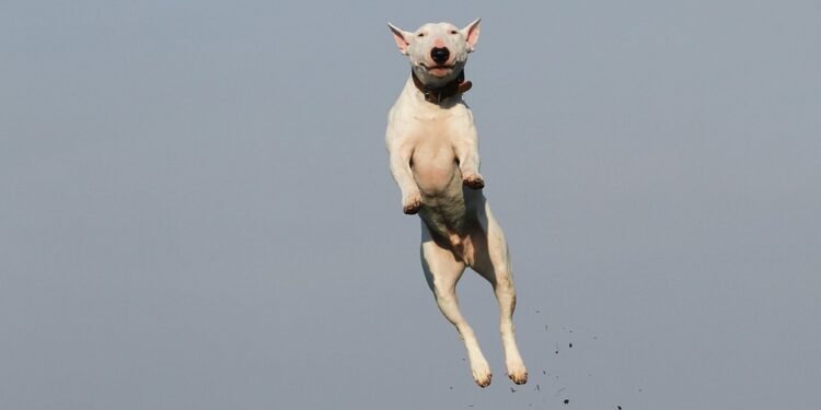 Unleash Your Dog’s Potential: Find Free Training Near Me Today!