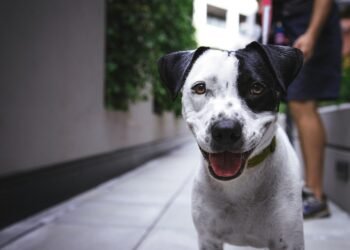 Kid-Friendly Canines: The Top Dog Breeds for Children