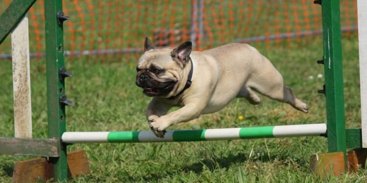 The Power of Paws: Unleashing Your Dog’s Social Potential Through Expert Classes