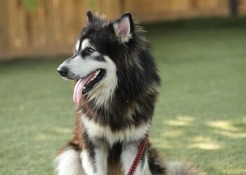 Walk, Jog, and Explore with Ease: Hands-Free Dog Leashes for On-the-Go Pet Parents