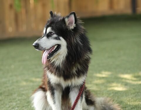 Walk, Jog, and Explore with Ease: Hands-Free Dog Leashes for On-the-Go Pet Parents