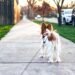 Unleashing the Bond: A Guide to Building a Strong Relationship with Your Dog and Lead Training