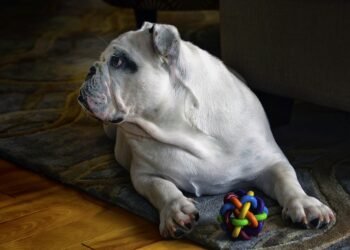 Pamper Your Pooch: The Ultimate Guide to Plush Dog Toys