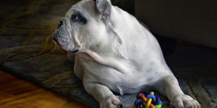 Pamper Your Pooch: The Ultimate Guide to Plush Dog Toys