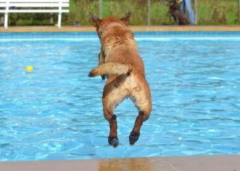 Boredom Busters: Interactive Toys to Keep Your Dog Entertained