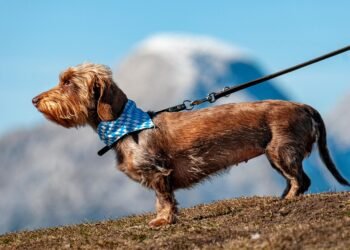 Unleash the Potential: The Power of Proper Leash Training for Your Pup
