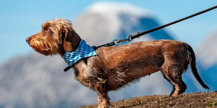 Unleash the Potential: The Power of Proper Leash Training for Your Pup