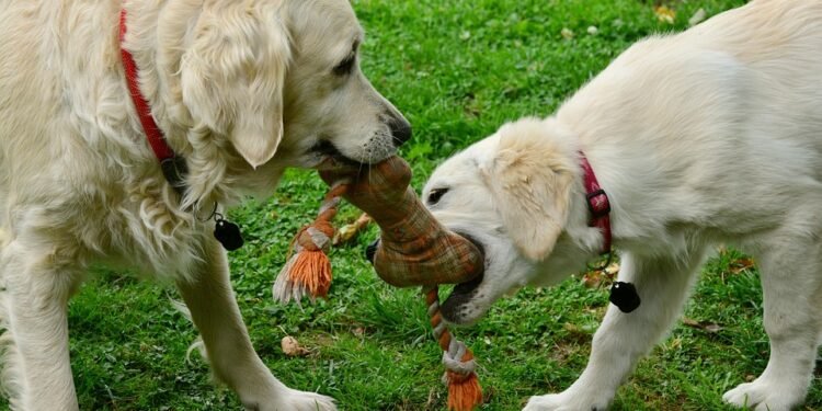 Fetch Fun: The Best Dog Ball Toys for Hours of Playtime!