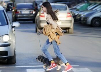 Top 10 Easy-to-Train Hypoallergenic Toy Breeds: Perfect Pups for Allergy Sufferers