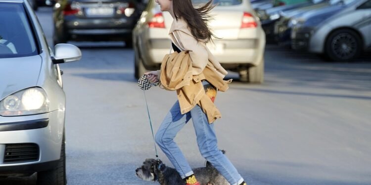 Top 10 Easy-to-Train Hypoallergenic Toy Breeds: Perfect Pups for Allergy Sufferers