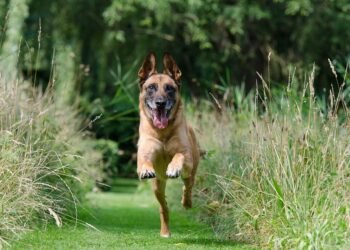 Pawsitive Training: Affordable Solutions for a Well-Behaved Pup