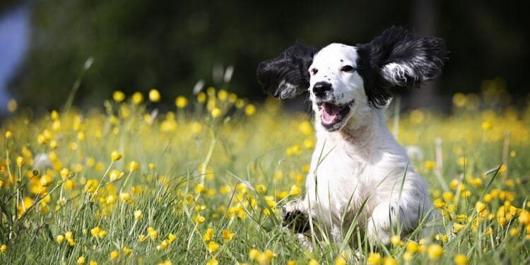 The Charm of Tiny Tails: Exploring the Delightful World of Small Dog Breeds