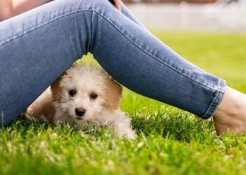 Tranquil Tails: Discovering the Serene World of Small Hypoallergenic Breeds