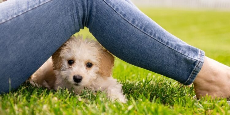 Tranquil Tails: Discovering the Serene World of Small Hypoallergenic Breeds