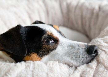 The Top 10 Family-Friendly Dog Breeds: Loving Companions for Kids of All Ages