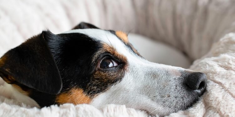 The Top 10 Family-Friendly Dog Breeds: Loving Companions for Kids of All Ages