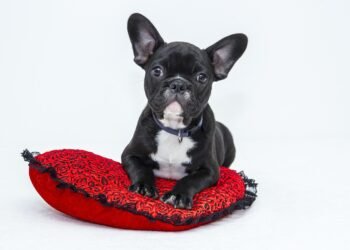 The Top 10 Best Apartment Dogs: Perfect Pups for Solo Living