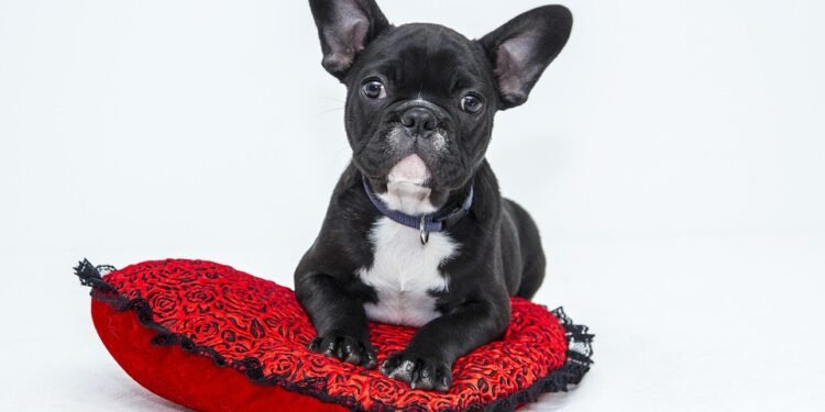 The Top 10 Best Apartment Dogs: Perfect Pups for Solo Living