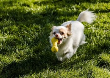 Unleash the Fun: The Best Outdoor Toys for Your Pup!