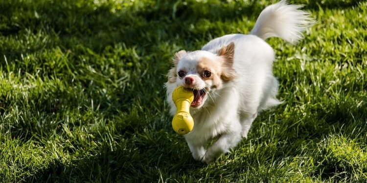 Unleash the Fun: The Best Outdoor Toys for Your Pup!