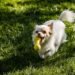Unleash the Fun: The Best Outdoor Toys for Your Pup!