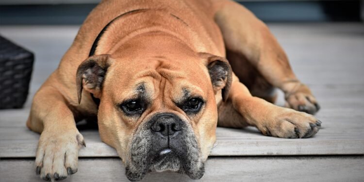 The Perfect Curl: Unveiling the Charm of Medium-Sized Dog Breeds with Curly Tails