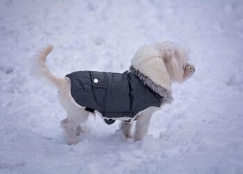 Pint-sized Pup Fashion: The Ultimate Guide to Small Dog Jumpers!