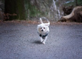Pawsitively Stylish: The Ultimate Guide to Dressing Your Dog in Fashionable Outfits